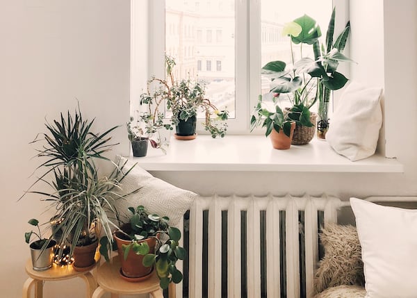 Comment ne pas tuer ses plantes
