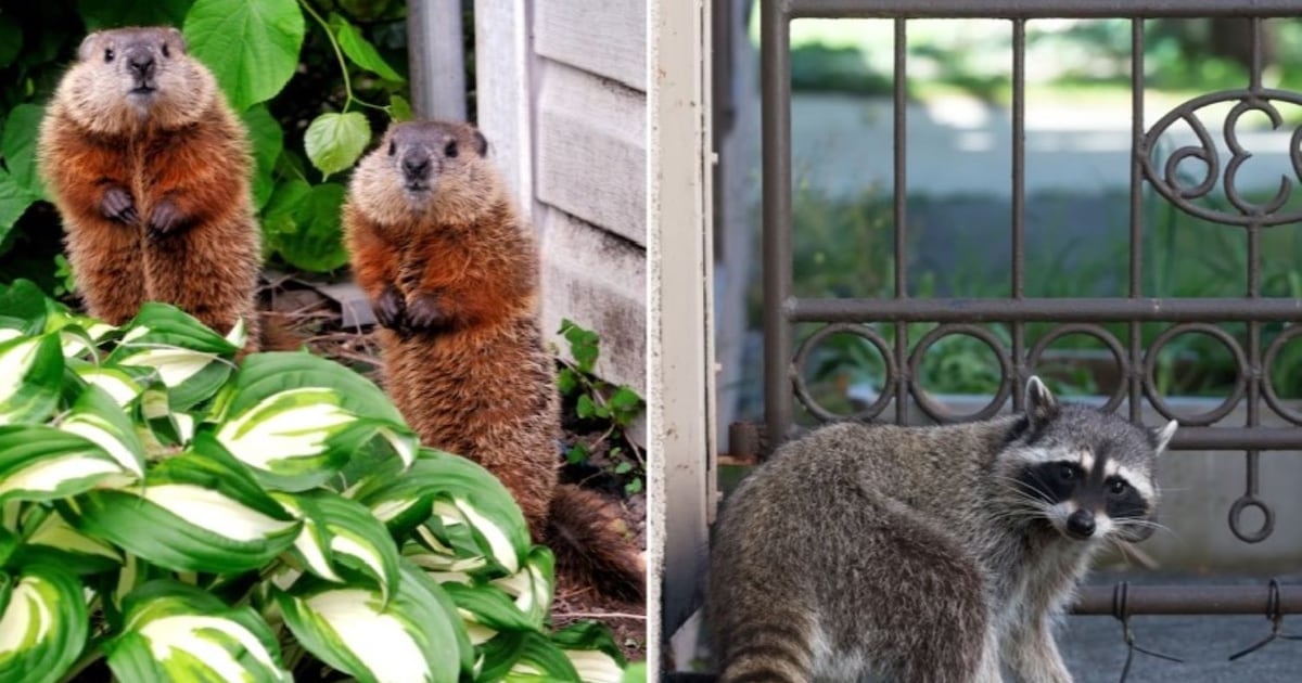 Et Vs Raton Marmotte et raton laveur: comment éviter qu'ils s'installent chez vous ...