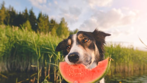 12 essentiels pour profiter de l’été avec votre chien
