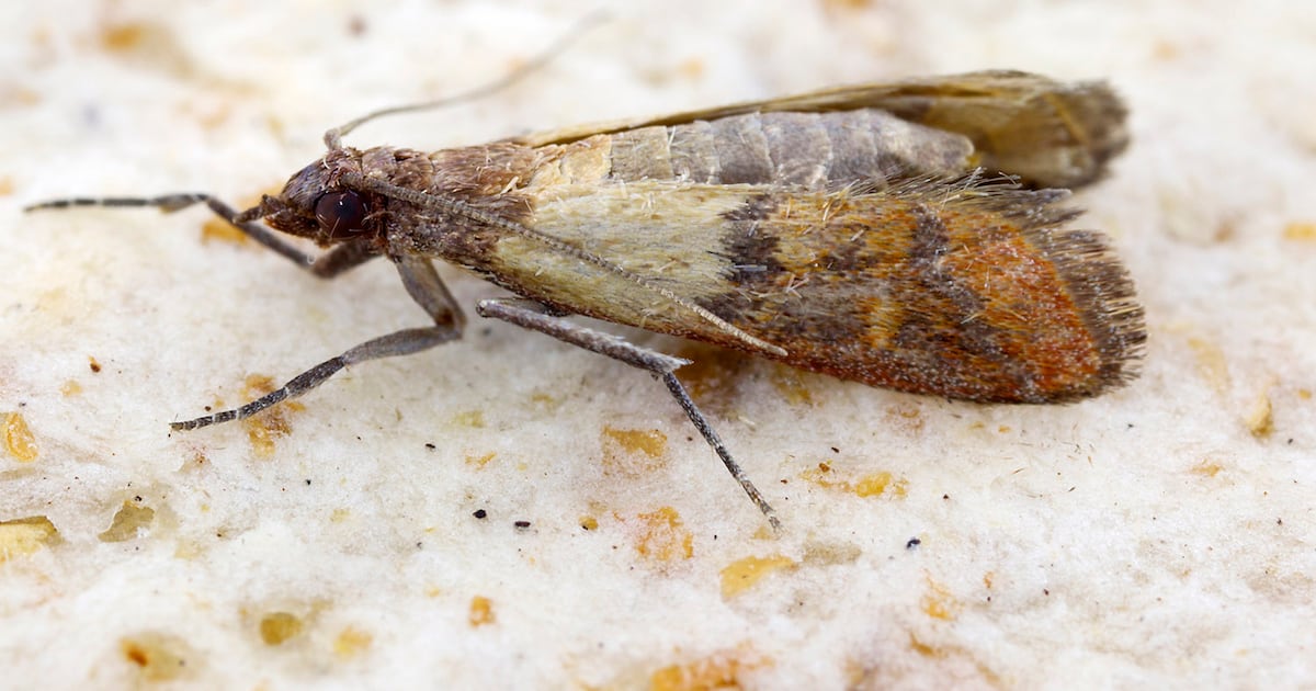 Comment Se D barrasser Des Mites Alimentaires Et Insectes Farine comment-se-d-barrasser-des-mites-alimentaires-et-insectes-farine