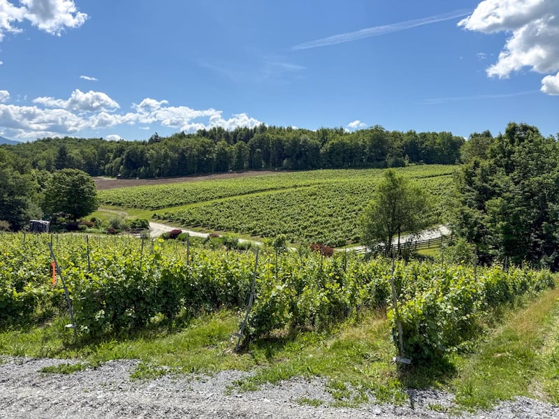 Les vignes au vignoble Le Ruisseau