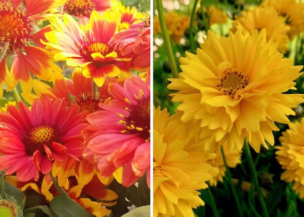 7 plantes vivaces qui vont fleurir tout l'été dans votre jardin