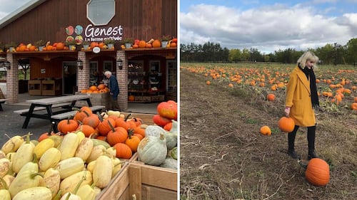 8 adresses où cueillir courges et citrouilles au Québec