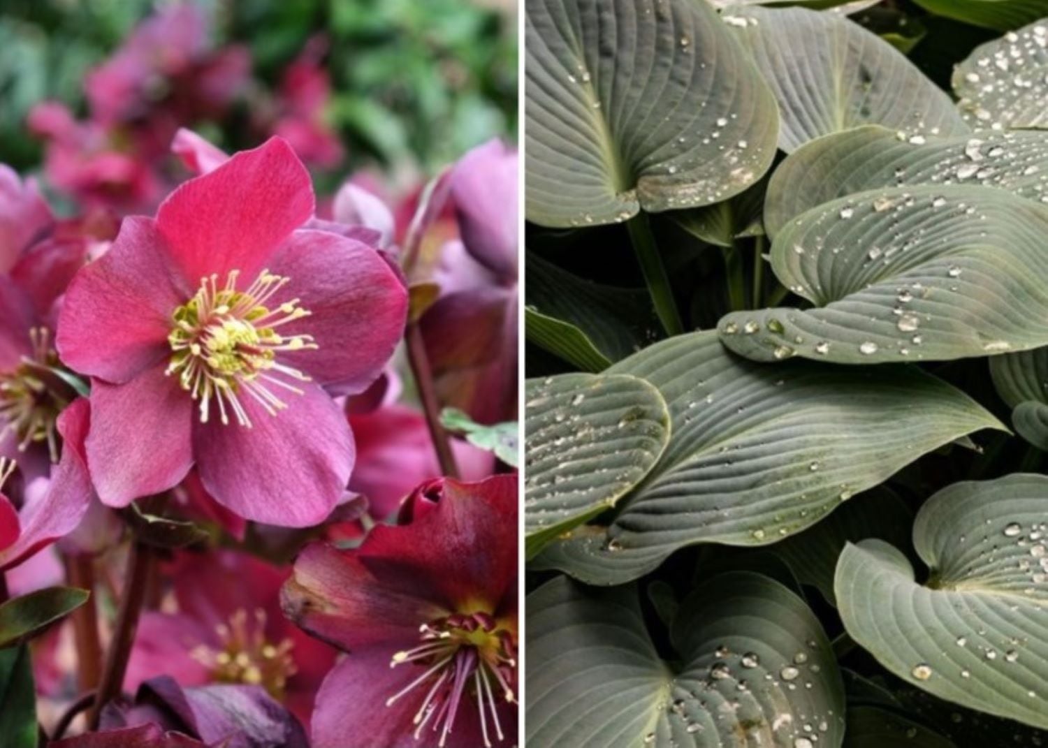 10 plantes et fleurs qui préfèrent l'ombre
