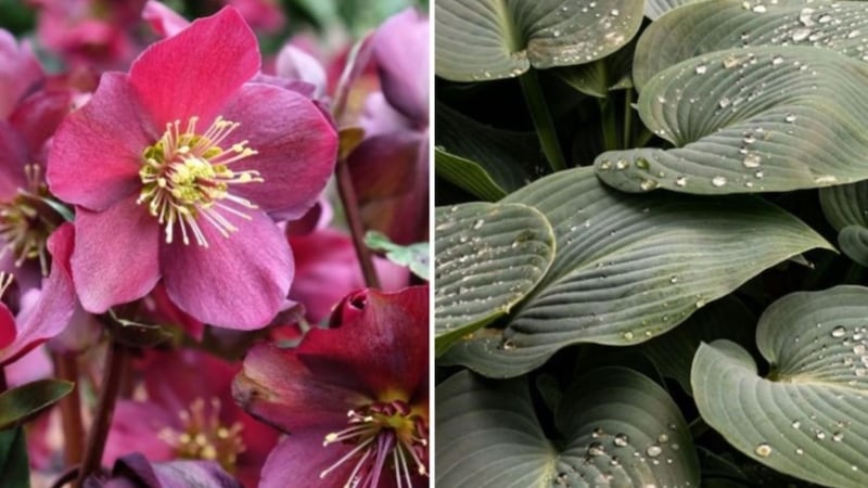 10 plantes et fleurs qui préfèrent l'ombre