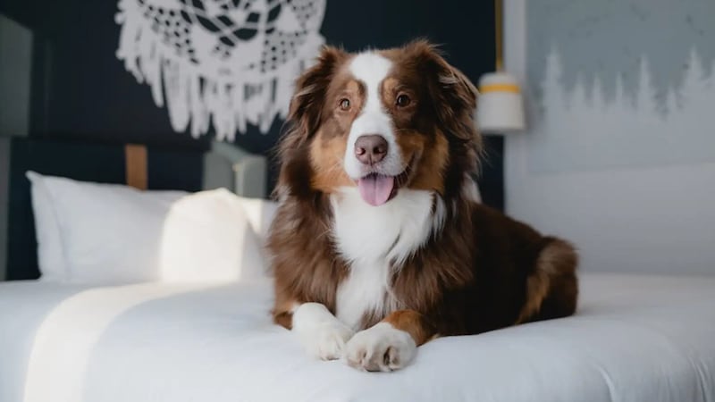 Le Club Med Québec Charlevoix devient «dog friendly» cet été