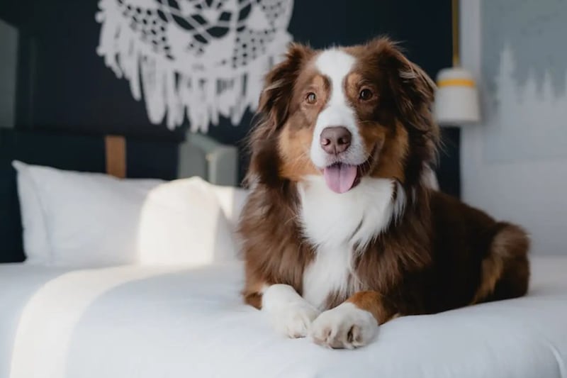 Le Club Med Québec Charlevoix devient «dog friendly» cet été