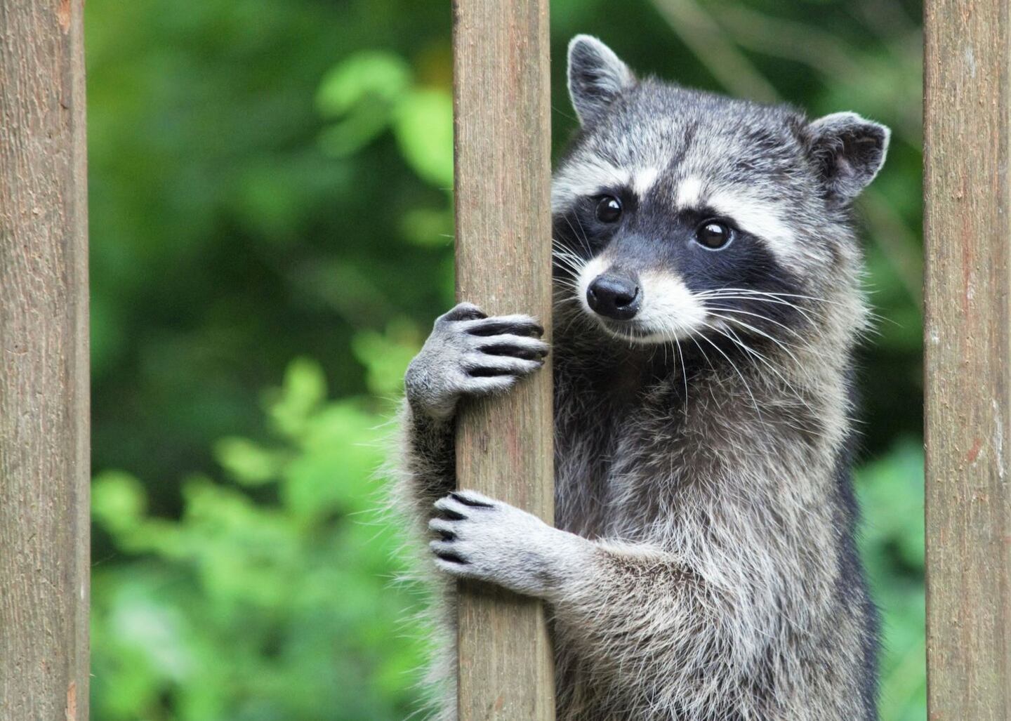 Marmotte et raton laveur: comment éviter qu'ils s'installent chez vous ...
