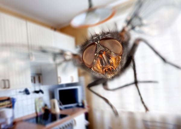 7 solutions efficaces pour dire adieu aux mouches qui envahissent la maison