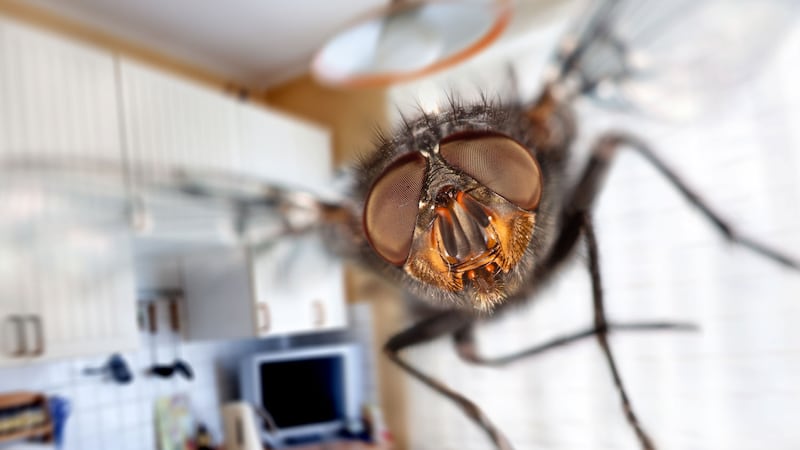 7 solutions efficaces pour dire adieu aux mouches qui envahissent la maison