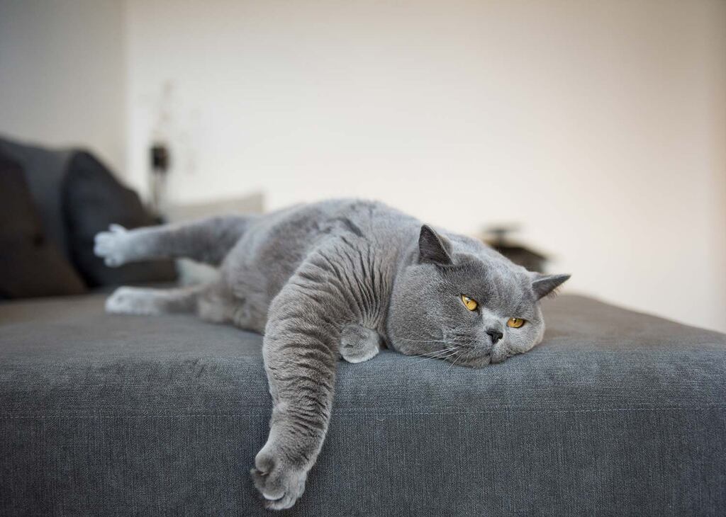 Chat British Shorthair | Tout sur la race de chat British Shorthair