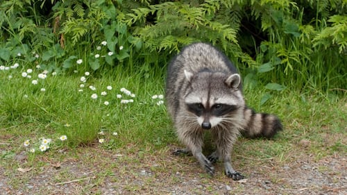 Qu’est-ce que la rage du raton laveur?