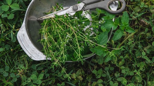Trop de fines herbes dans le jardin? Voici 7 façons de les passer!