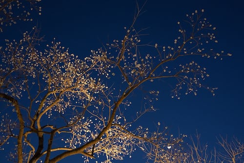 Horoscope chinois: juin 2026