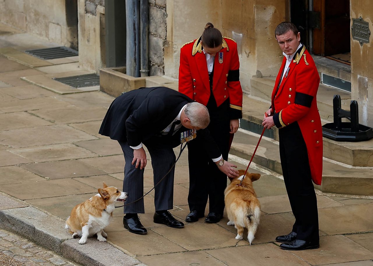 Prince Andrew corgis