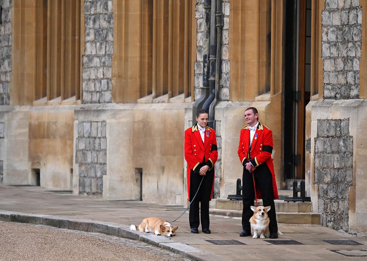 Reine corgis funérailles