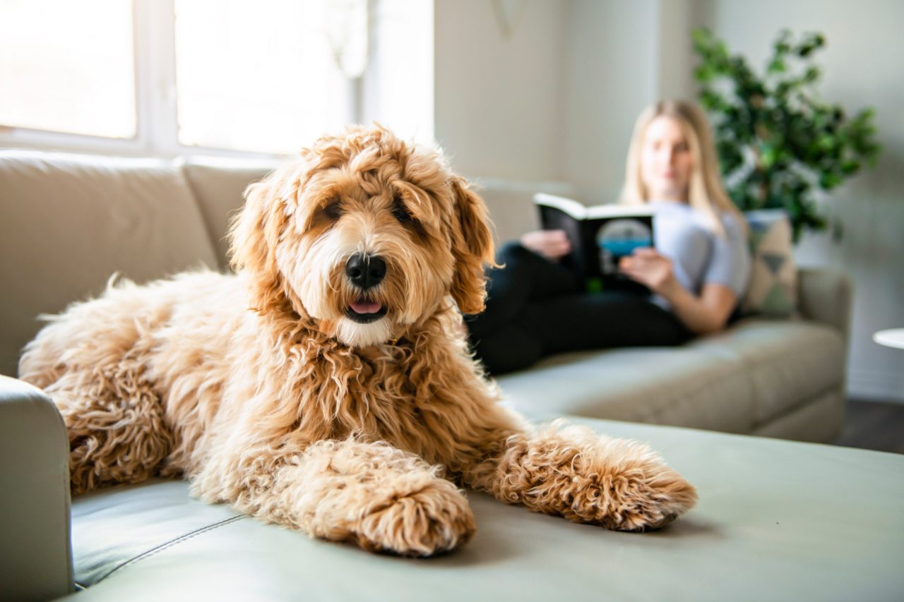 A woman with his Golden Labradoodle dog at home