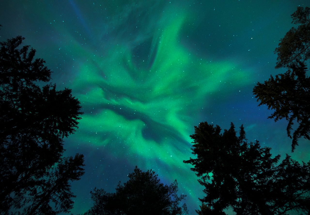 Aurora Borealis, Northern lights, above tall conifer trees.