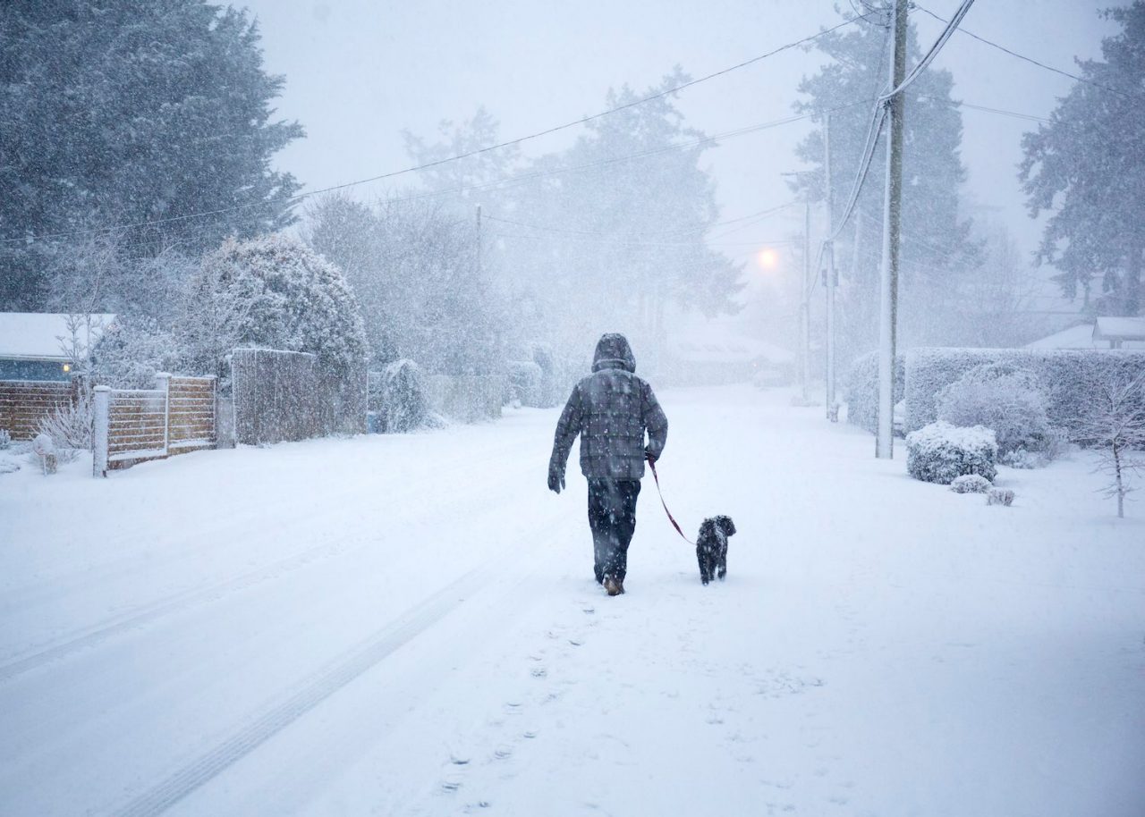 Canada Victoria BC man wlking his small dog in blizzard