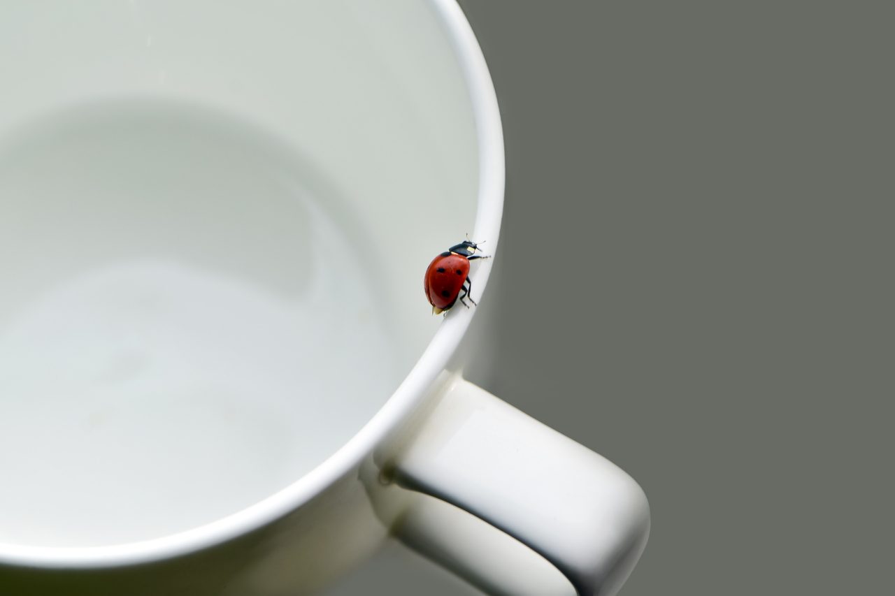 Morning background, ladybug crawling on a coffee cup on the table