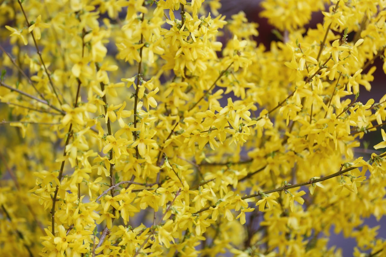 Springtime Coming. Forsythia Blossoms With Bright Yellow Small Flowers Against Blurred Nature Background. Ambient Light, Copy Space