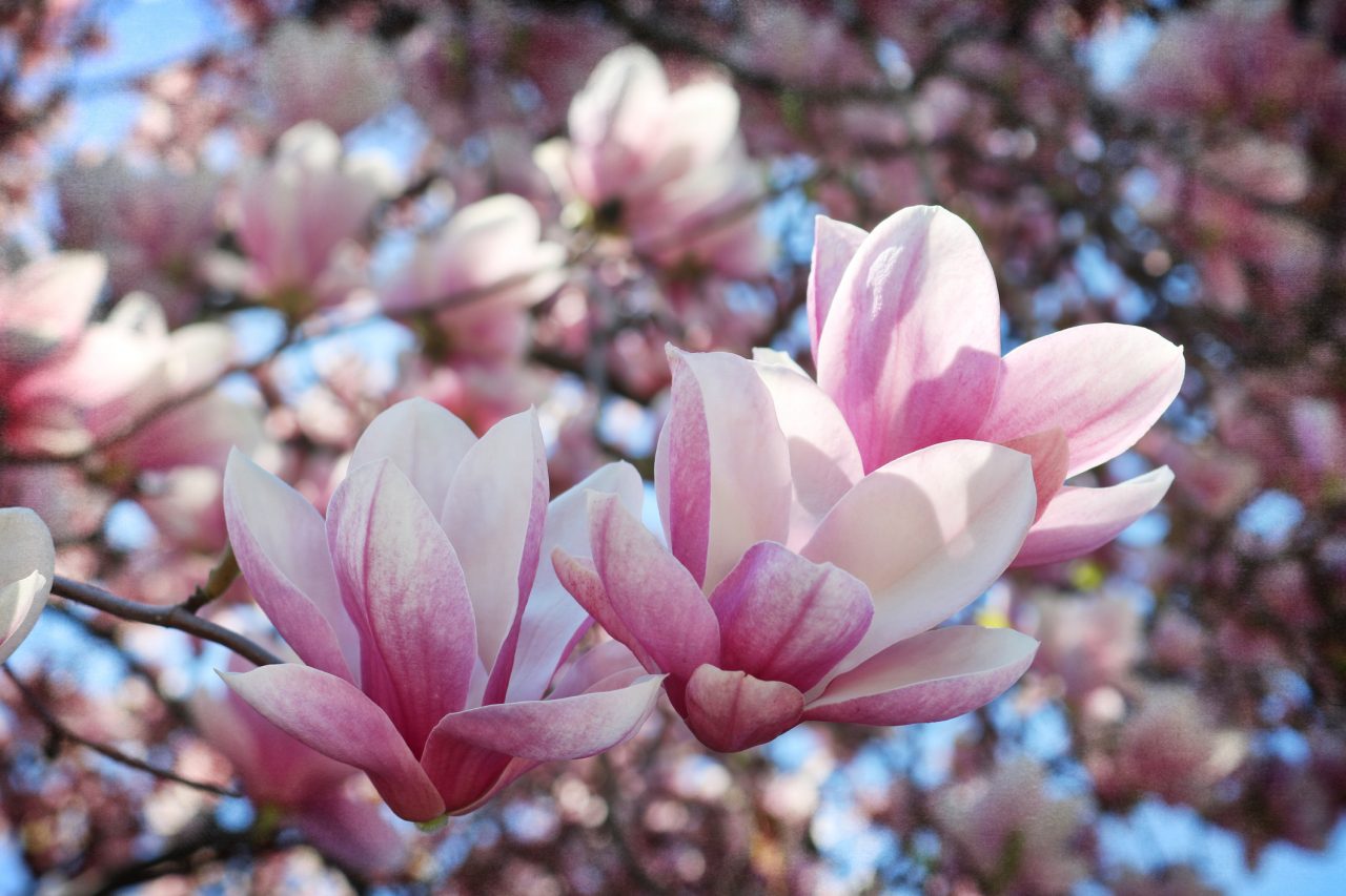 Gorgeous blooms of Pink Magnolia seem to be dancing in spring light.