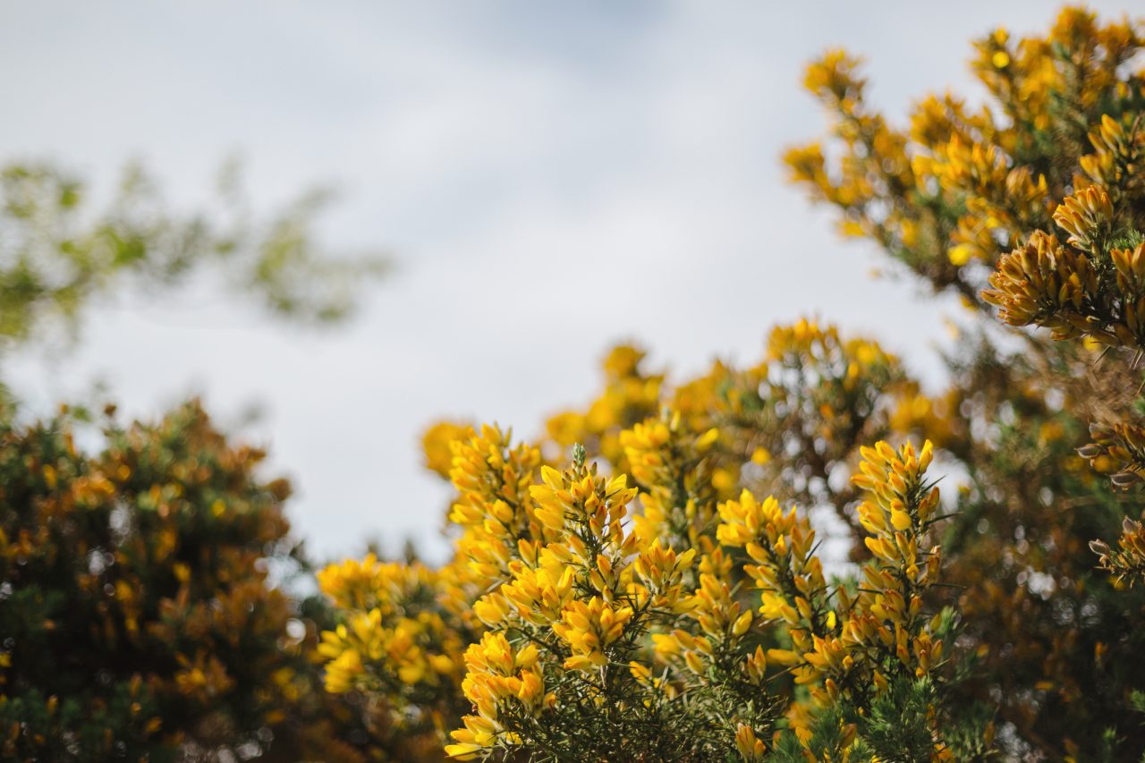 Limited depth of field image of a common gorse shrub (Ulex europaeus) flowering in a rural Cornish hedgerow in April.