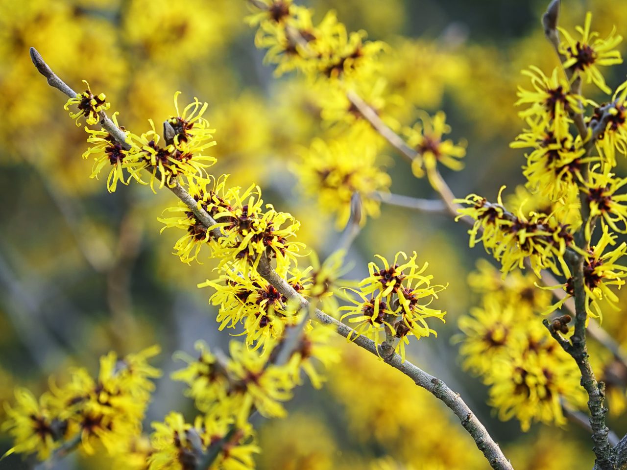 Close up of yellow hamamelis flowers in early Spring.