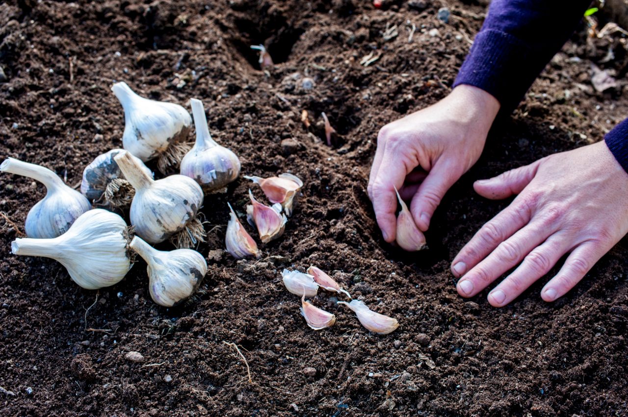 Close up of gardeners hands planting garlic cloves in soil