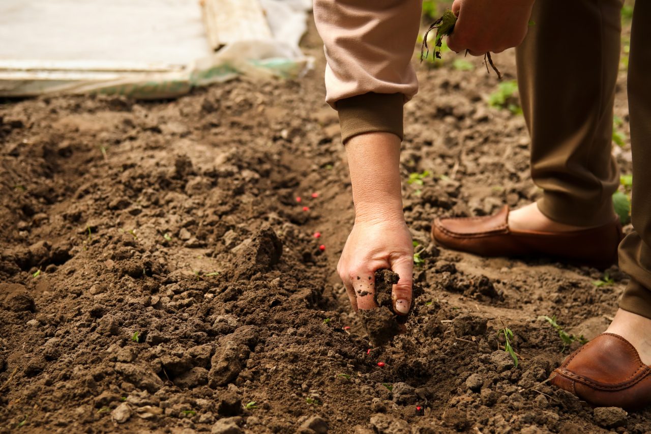 Hand put seedlings in soil. Growth a seed of vegetable or plant seedling. Female hand of farmer checking soil health before growth a seed of vegetable or plant seedling. Organic Products Concept.
