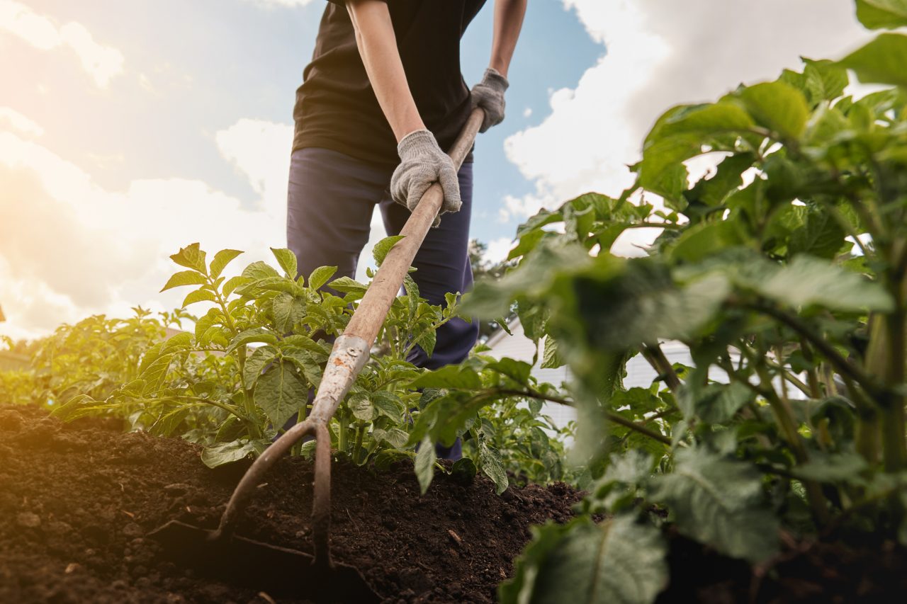 A female Gardener or Farmer in Protective Gloves is hoeing potatoes. Work in the garden.