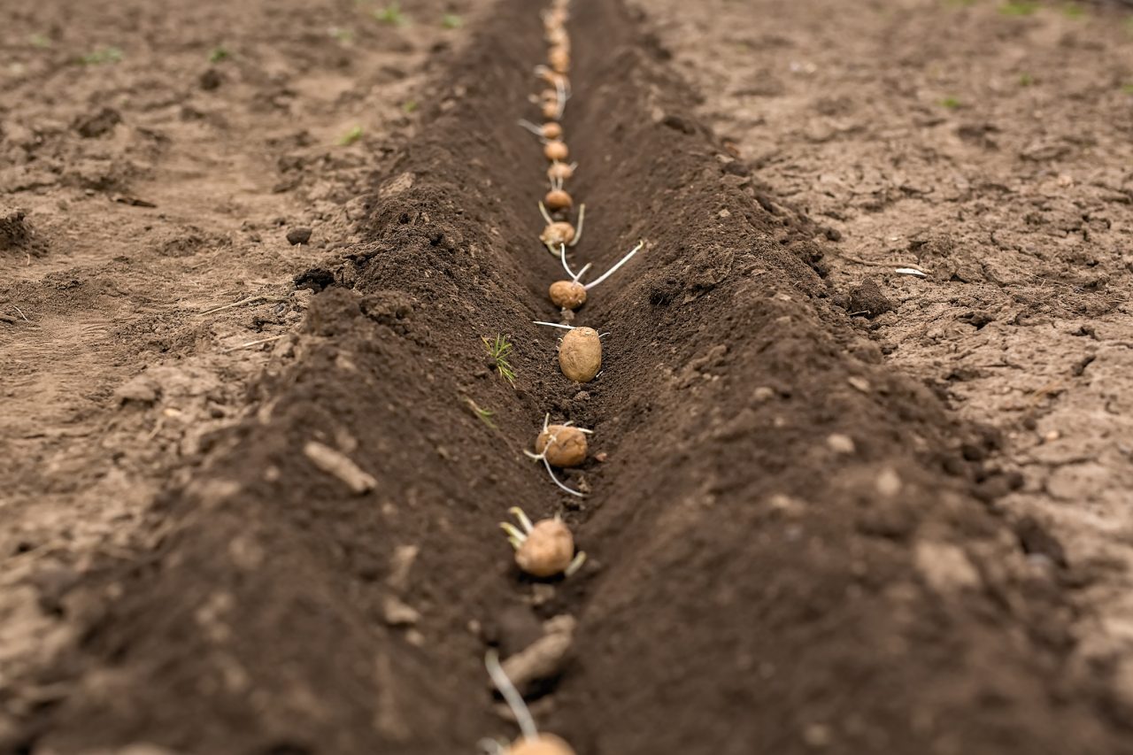 Close-up of potatoes with sprouts for planting in the ground.