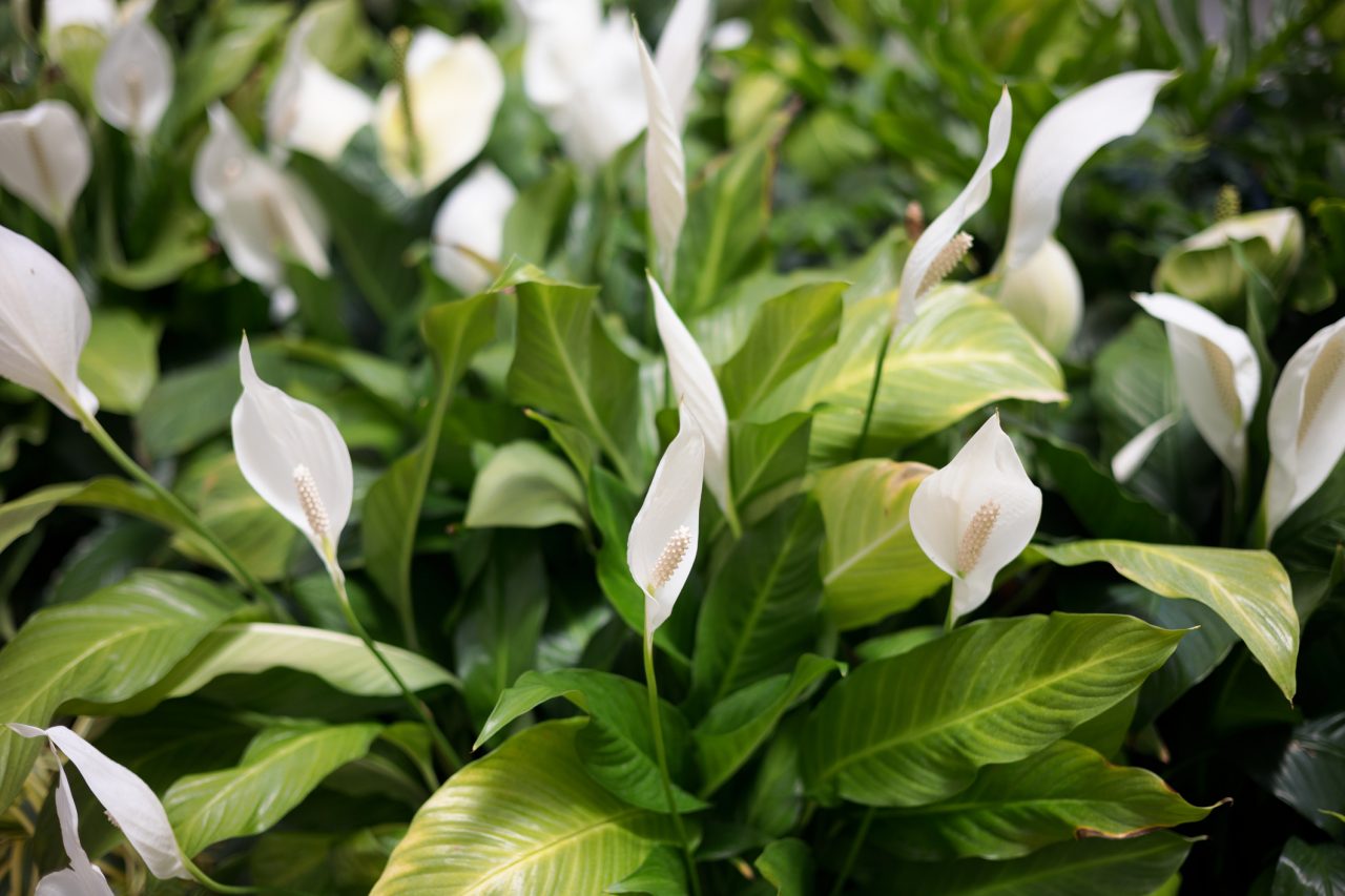 Area with blooming spath flowers. White Peace Lily (Spathiphyllum) flowers with long pistils. Selective focus. Natural background.