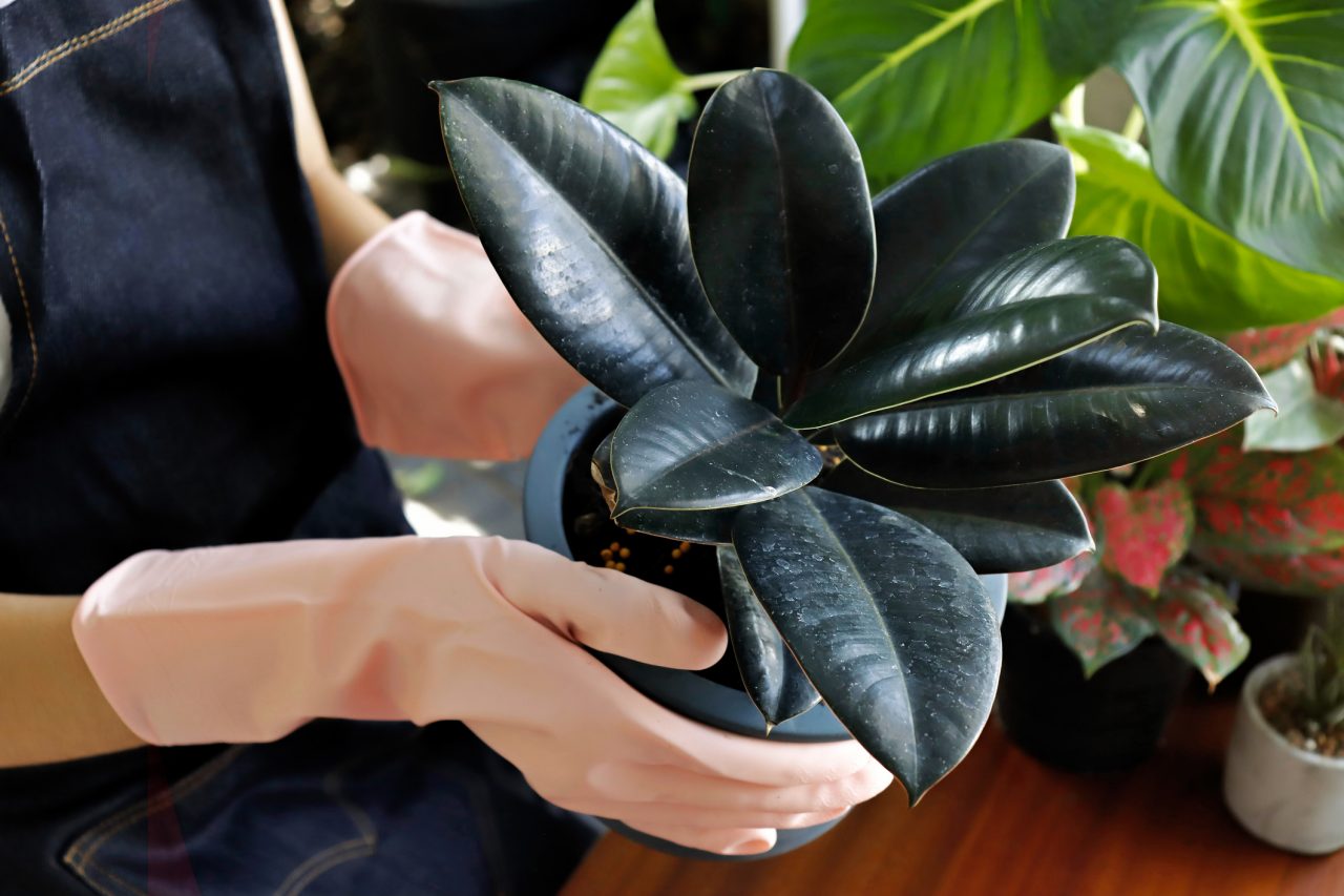 Woman holding a Rubber plant to offer to customers